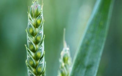 Germogli di grano: proprietà e modalità di utilizzo