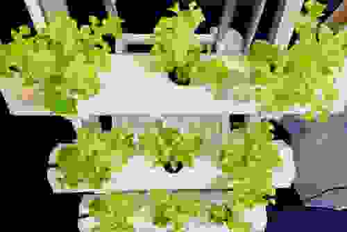 idroponica