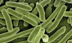 Probiotici: cosa sono, benefici e dove trovarli