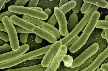 Probiotici: cosa sono, benefici e dove trovarli