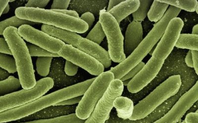 Probiotici: cosa sono, benefici e dove trovarli