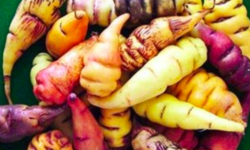 Mashua o tropaeolum tuberosum: proprietà e utilizzi