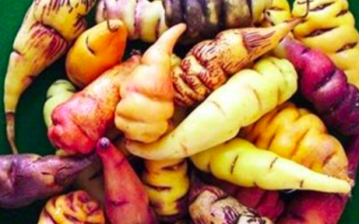 Mashua o tropaeolum tuberosum: proprietà e utilizzi