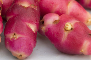Oxalis tuberosa: proprietà e usi di un tubero sudamericano