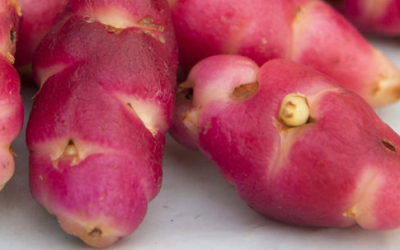 Oxalis tuberosa: proprietà e usi di un tubero sudamericano