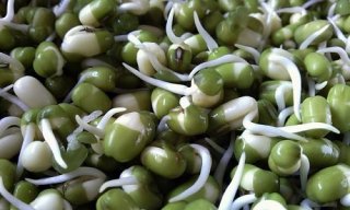 germes de soja