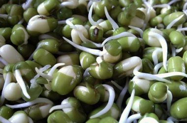 Germogli di fagioli: proprietà e modalità di utilizzo
