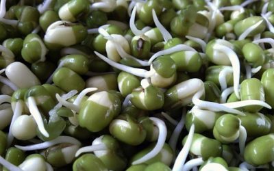 Germogli di fagioli: proprietà e modalità di utilizzo