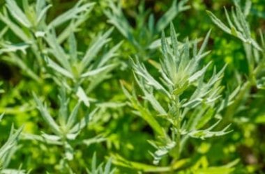 Assenzio, proprietà e utilizzi di questa pianta