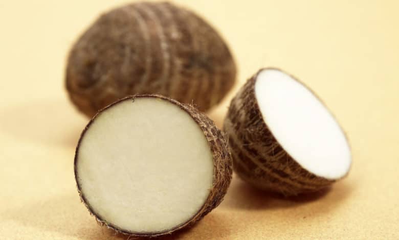 colocasia esculenta taro