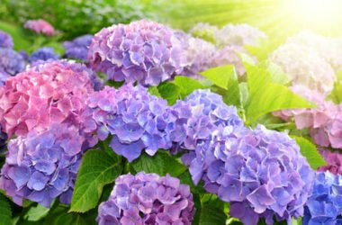 Come coltivare l’ortensia: la guida pratica per rendere splendido questo arbusto dai fiori enormi