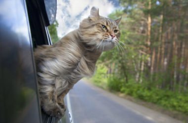 Viaggiare con il gatto: alcuni utili consigli