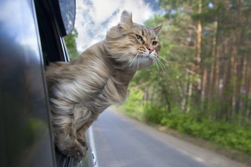 viaggiare con il gatto