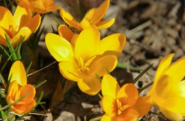 Crocus: cura e caratteristiche di questa pianta