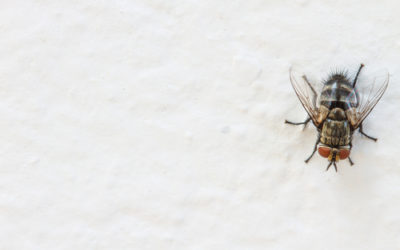 Come allontanare mosche da casa in modo naturale
