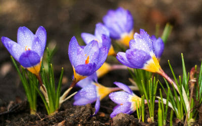 Crocus: cura e caratteristiche di questa pianta