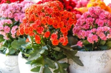 Kalanchoe: una pianta succulenta che regala bellissime fioriture