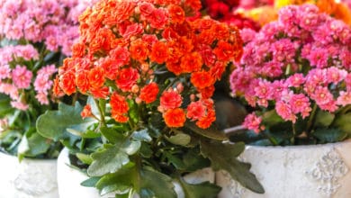 kalanchoe