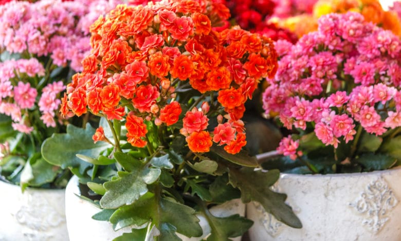 kalanchoe
