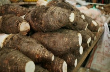 Colocasia esculenta o taro, un tubero esotico da conoscere