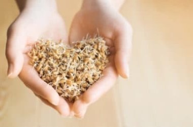 On découvre un aliment riche en propriétés bénéfiques : les germes de blé