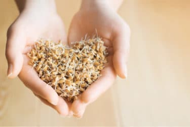 Scopriamo un alimento ricco di proprietà benefiche: i germogli di grano