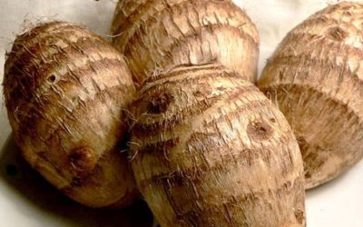 Colocasia esculenta o taro, il tubero polinesiano da mangiare