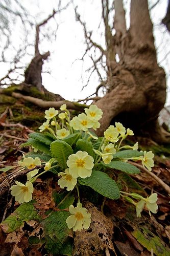 Primula vulgaris
