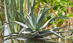 Agave: proprietà, utilizzi e come coltivarla