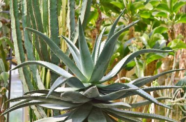 Agave: proprietà, utilizzi e come coltivarla