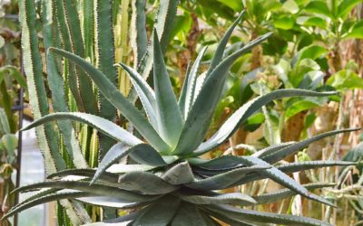 Agave: proprietà, utilizzi e come coltivarla