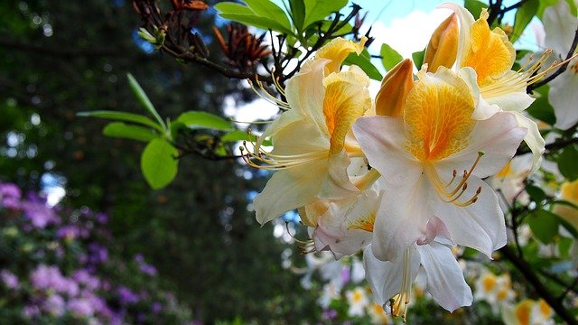 azalée rhododendron