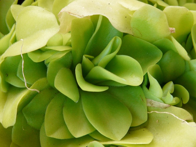 Pinguicula piante carnivore