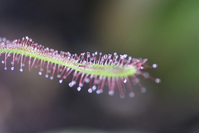 Drosera capensis piante carnivore