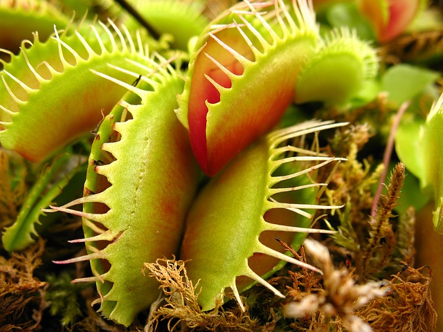 pianta carnivora dionea