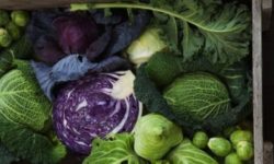 Cavolo cappuccio: proprietà, benefici e ricette