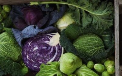 Cavolo cappuccio: proprietà, benefici e ricette
