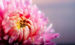 Crisantemo: varietà, coltivazione e cura di questo fiore