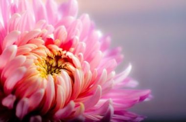 Crisantemo: varietà, coltivazione e cura di questo fiore