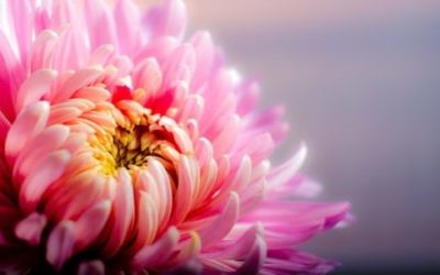 Crisantemo: varietà, coltivazione e cura di questo fiore