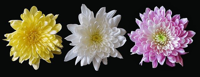 variété de chrysanthèmes