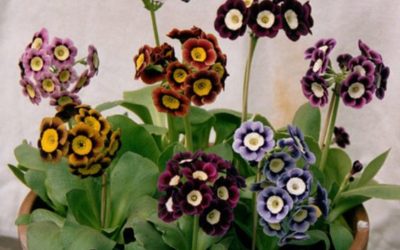 Curare la primula: la guida pratica per i pollici verdi
