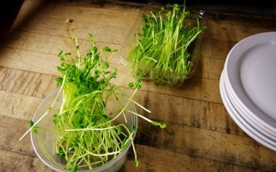 I germogli, perché mangiarli e come cucinarli