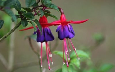 Come coltivare e curare la pianta di fucsia al meglio: la guida pratica