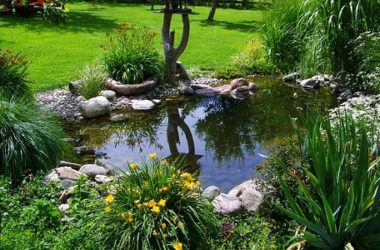 Laghetto o stagno da giardino: ecco come farlo
