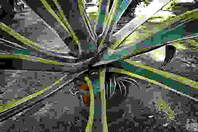 Agave americana marginata