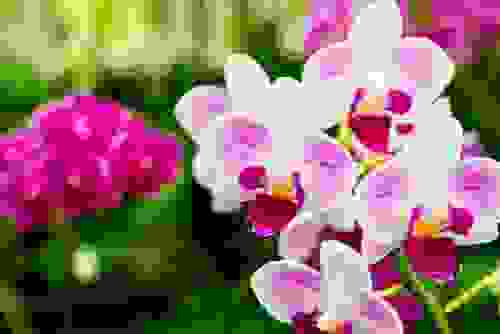 La phalaenopsis, l'orchidea 'falena