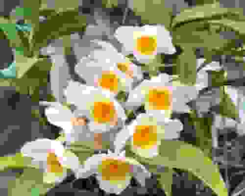 10 x Orchidee Fiori 13 cm Arancione/Marrone Fiori Arte 