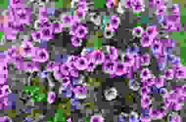 Alla scoperta della Surfinia, una varietà di petunia dal grande potenziale decorativo