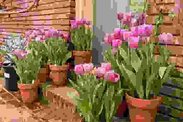 Come coltivare tulipani in vaso e a terra